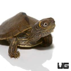 Baby High Orange Mississippi Map Turtles For Sale - Underground Reptiles