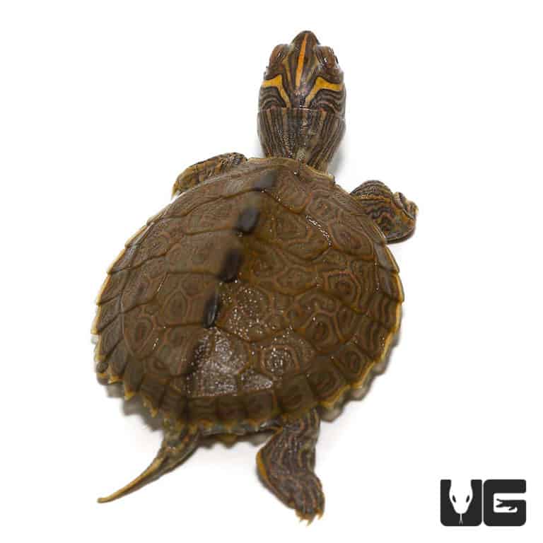 Baby High Orange Mississippi Map Turtles For Sale - Underground Reptiles