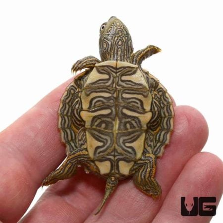 Baby High Orange Mississippi Map Turtles For Sale - Underground Reptiles