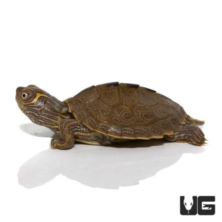 Baby High Orange Mississippi Map Turtles For Sale - Underground Reptiles