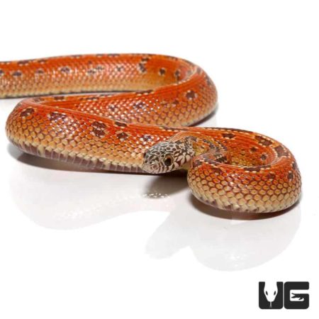 Baby Hypo Mosaic Brooks Kingsnake For Sale - Underground Reptiles