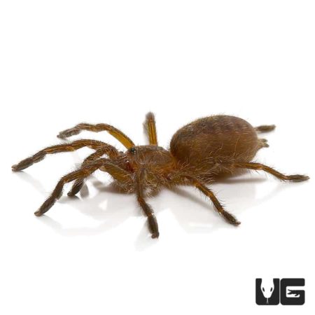 Dodoma Baboon Tarantulas (Pterinochilus lugardi) For Sale - Underground Reptiles