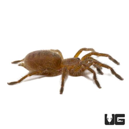 Dodoma Baboon Tarantulas (Pterinochilus lugardi) For Sale - Underground Reptiles
