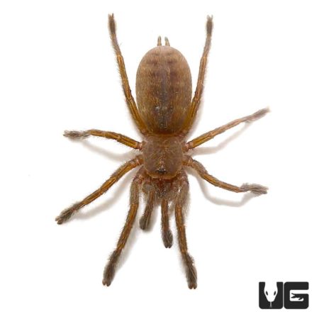 Dodoma Baboon Tarantulas (Pterinochilus lugardi) For Sale - Underground Reptiles