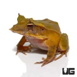 Green Solomon Island Eyelash Frogs For Sale - Underground Reptiles
