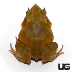 Green Solomon Island Eyelash Frogs For Sale - Underground Reptiles