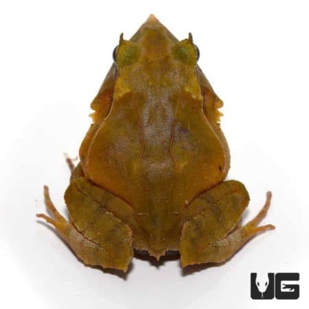 Green Solomon Island Eyelash Frogs For Sale - Underground Reptiles