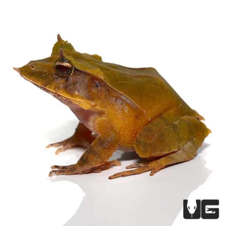 Green Solomon Island Eyelash Frogs For Sale - Underground Reptiles