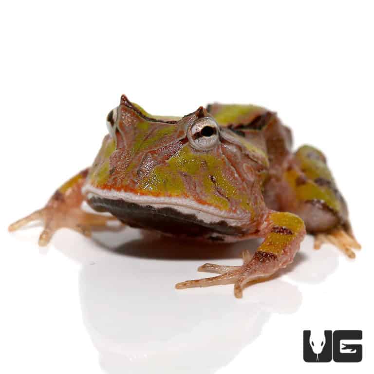 Other Frogs For Sale - Underground Reptiles