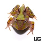 Baby Green Suriname Horned Frogs For Sale - Underground Reptiles