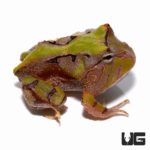 Baby Green Suriname Horned Frogs For Sale - Underground Reptiles