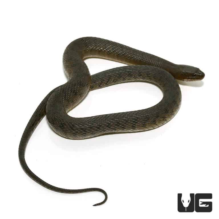 Green Water Snakes For Sale Underground Reptiles