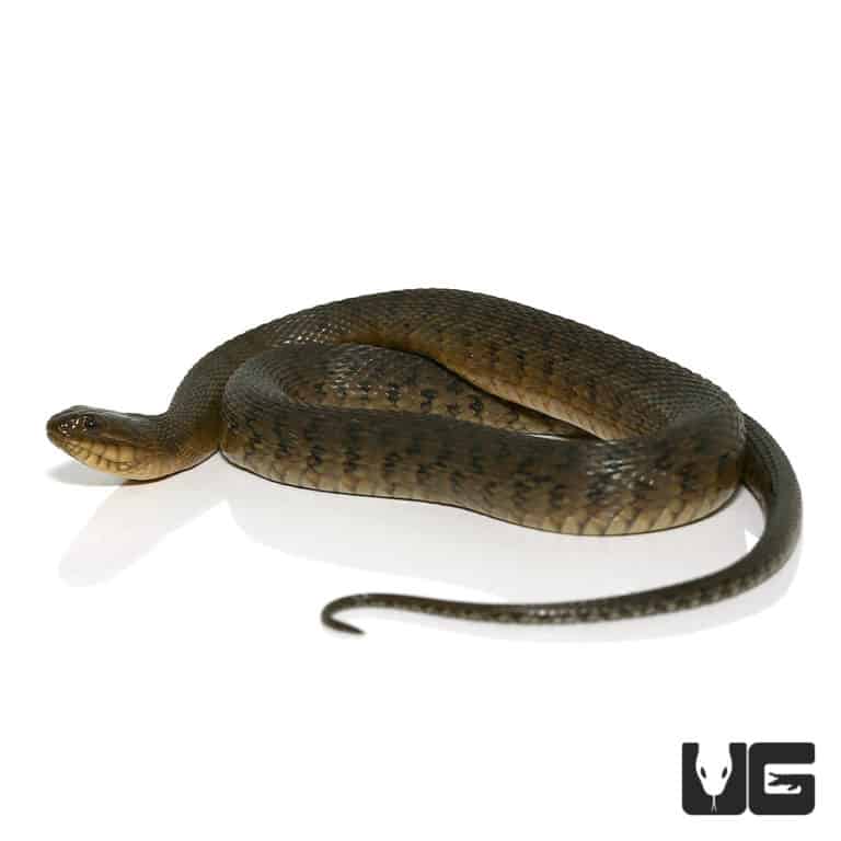 Green Water Snakes For Sale Underground Reptiles