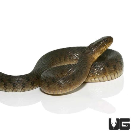 Green Water Snakes For Sale - Underground Reptiles