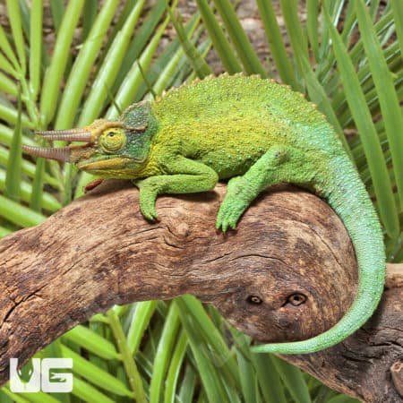 Jumbo Jacksons Chameleons (Trioceros jacksonii) for sale
