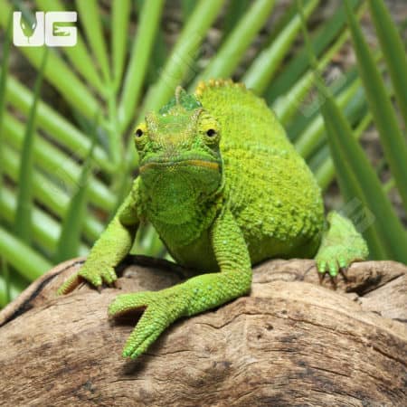 Jumbo Jacksons Chameleons (Trioceros jacksonii) for sale