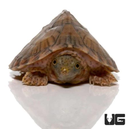Yearling Razorback Musk Turtles For Sale - Underground Reptiles