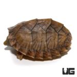 Yearling Razorback Musk Turtles For Sale - Underground Reptiles
