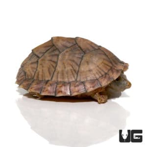 Yearling Razorback Musk Turtles For Sale - Underground Reptiles