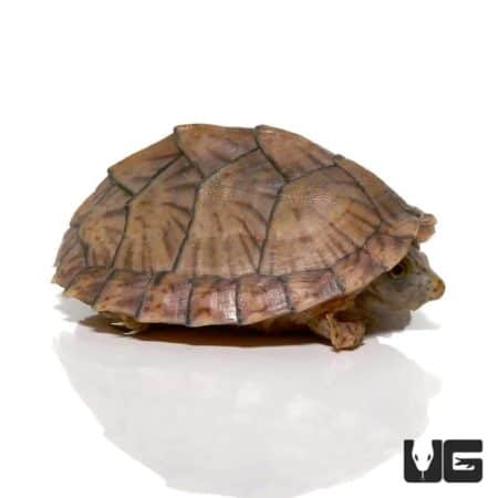 Yearling Razorback Musk Turtles For Sale - Underground Reptiles