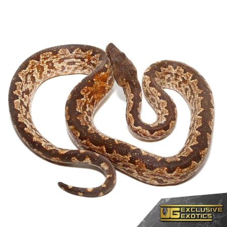 White San Isabel Island Ground Boas for sale - Underground Reptiles