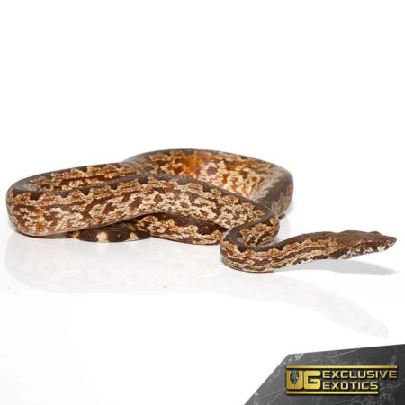 White San Isabel Island Ground Boas for sale - Underground Reptiles