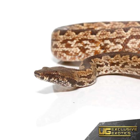 White San Isabel Island Ground Boas for sale - Underground Reptiles