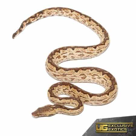 White San Isabel Island Ground Boas for sale - Underground Reptiles