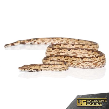 White San Isabel Island Ground Boas for sale - Underground Reptiles