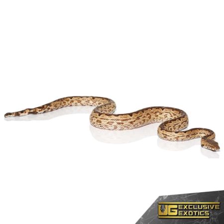 White San Isabel Island Ground Boas for sale - Underground Reptiles