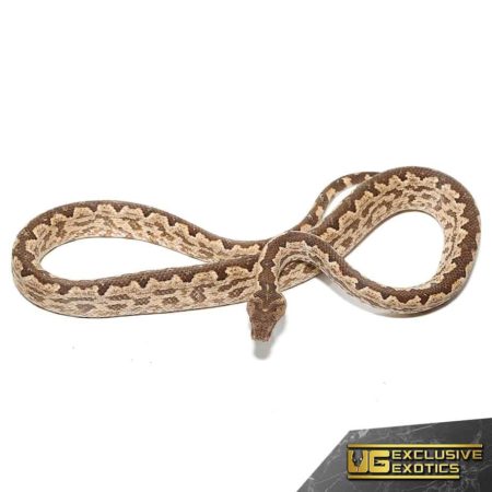 White San Isabel Island Ground Boas for sale - Underground Reptiles