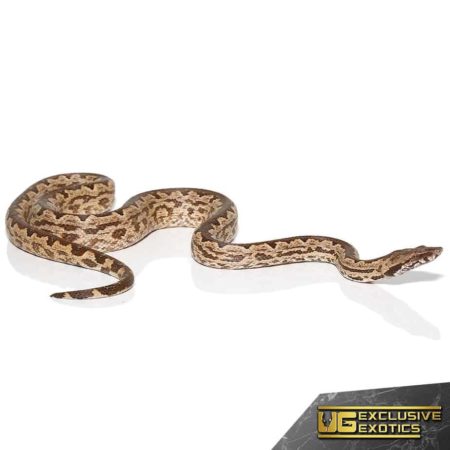 White San Isabel Island Ground Boas for sale - Underground Reptiles