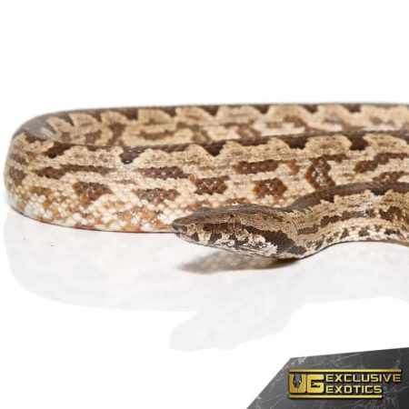 White San Isabel Island Ground Boas for sale - Underground Reptiles