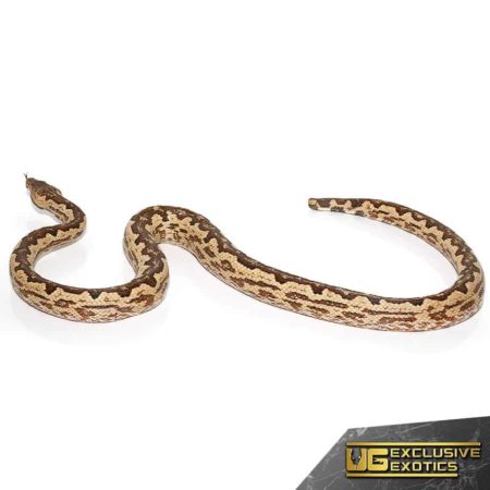 Adult White San Isabel Island Ground Boas for sale - Underground Reptiles
