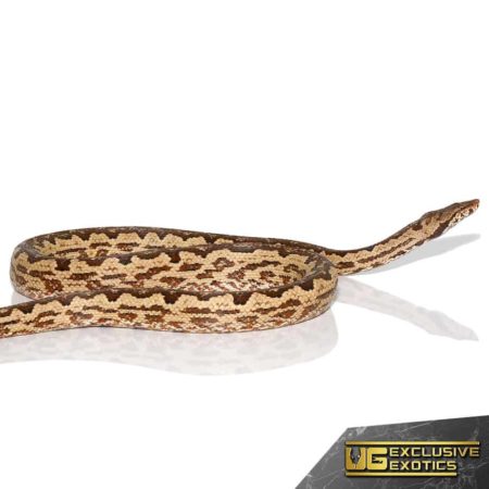 Adult White San Isabel Island Ground Boas for sale - Underground Reptiles