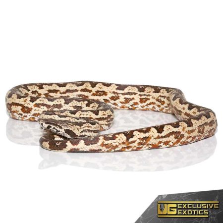 Ball Python, a popular pet snake with unique patterned scales. Perfect for reptile enthusiasts and c.