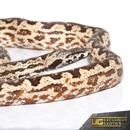 Ball python snake with distinctive brown, black, and cream pattern, ideal for reptile enthusiasts an.