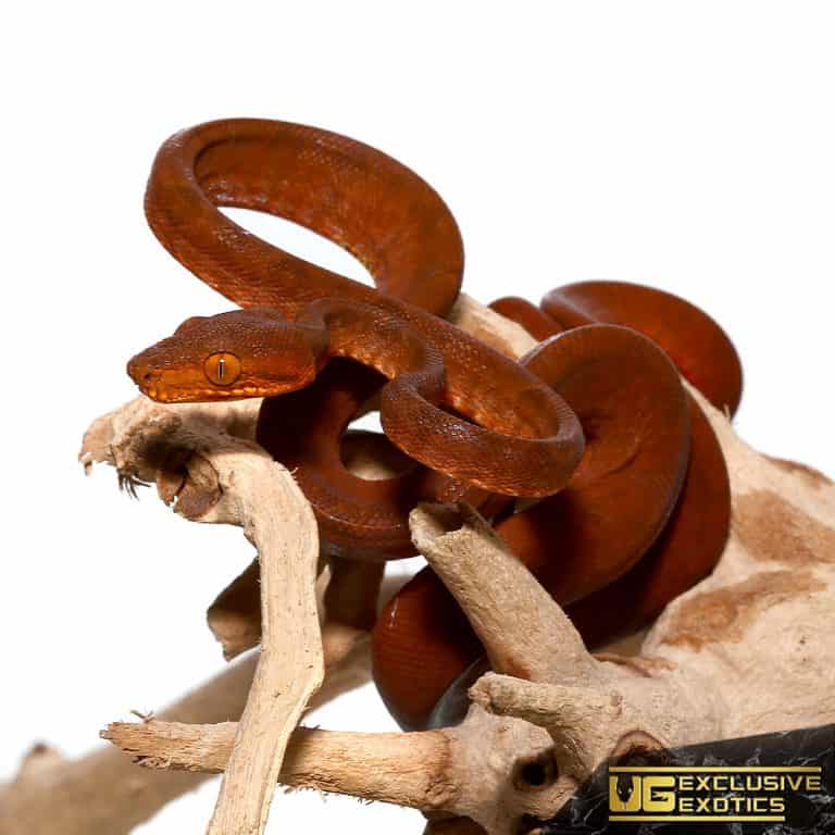 Colored Amazon Tree Boas For Sale Underground Reptiles