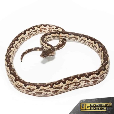 White San Isabel Island Ground Boas for sale - Underground Reptiles