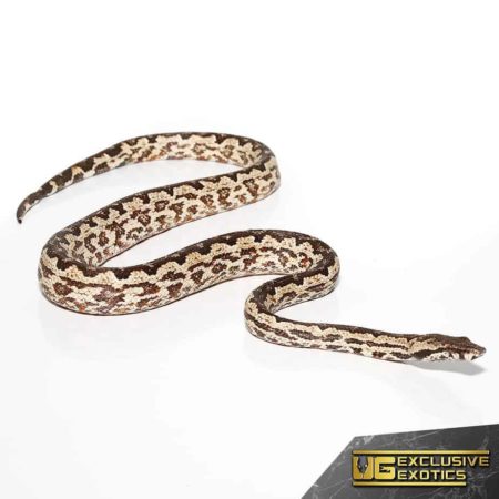 White San Isabel Island Ground Boas for sale - Underground Reptiles