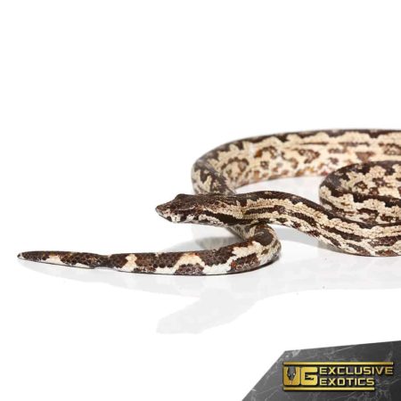 White San Isabel Island Ground Boas for sale - Underground Reptiles