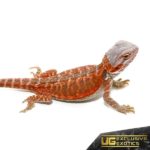 Baby Hypo Flame Bearded Dragon For Sale - Underground Reptiles