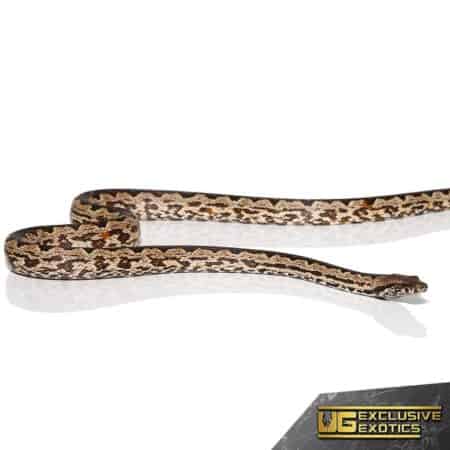 White San Isabel Island Ground Boas for sale - Underground Reptiles