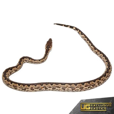 White San Isabel Island Ground Boas for sale - Underground Reptiles