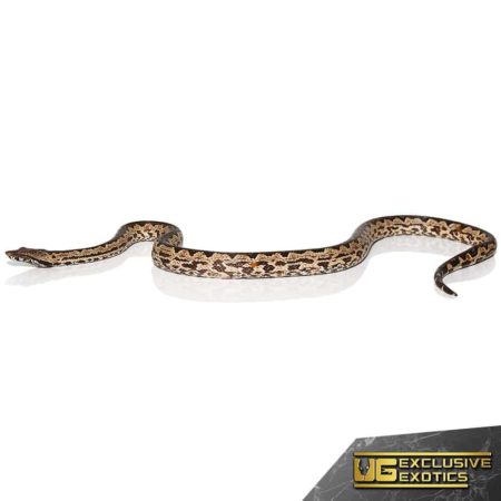 White San Isabel Island Ground Boas for sale - Underground Reptiles