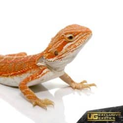 Baby Hypo Flame Bearded Dragons For Sale - Underground Reptiles