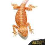 Baby Hypo Flame Bearded Dragons For Sale - Underground Reptiles