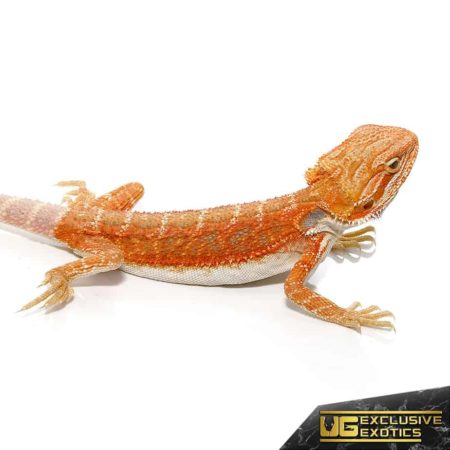 Baby Hypo Flame Bearded Dragons For Sale - Underground Reptiles