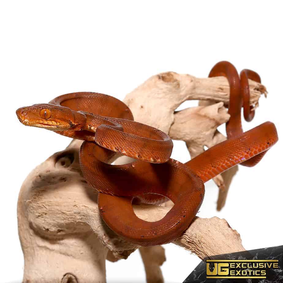 Colored Amazon Tree Boas (Corallus hortulanus) For Sale Underground