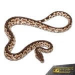 White San Isabel Island Ground Boas for sale - Underground Reptiles